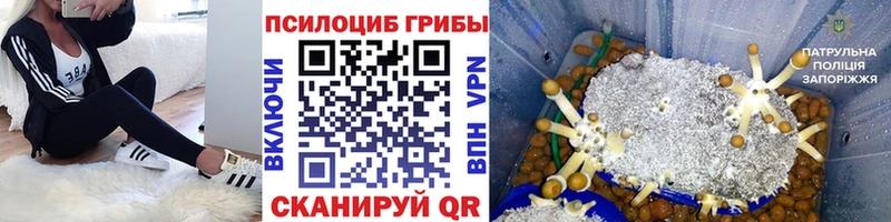 Псилоцибиновые грибы Psilocybe  Коломна 